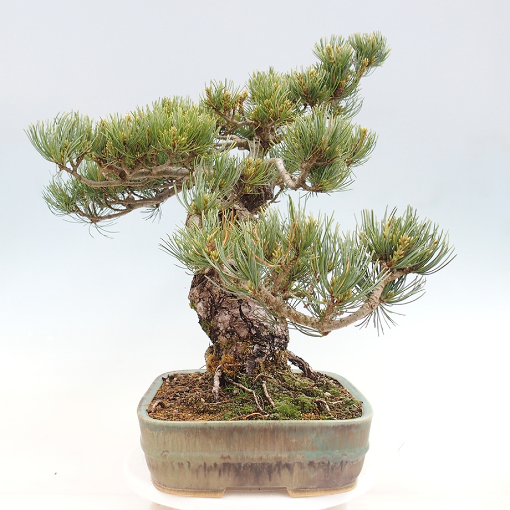 Venkovní bonsai - Pinus parviflora - Borovice drobnokvětá