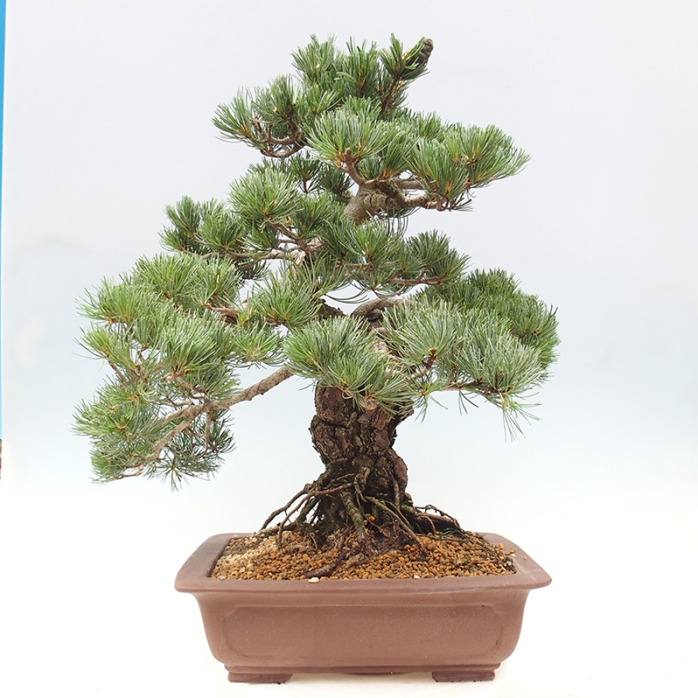 Venkovní bonsai - Pinus parviflora - Borovice drobnokvětá