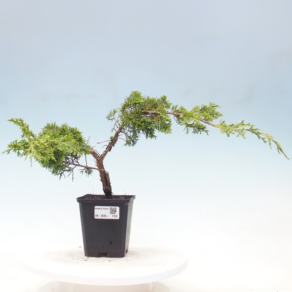 Venkovní bonsai - Juniperus chinensis Itoigawa -Jalovec čínský