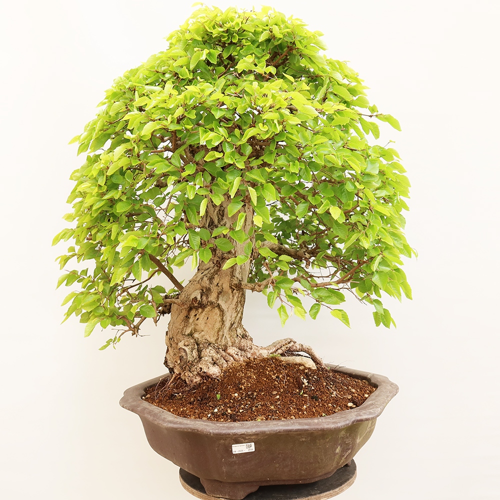 Venkovní bonsai -Carpinus Coreana - Habr korejský