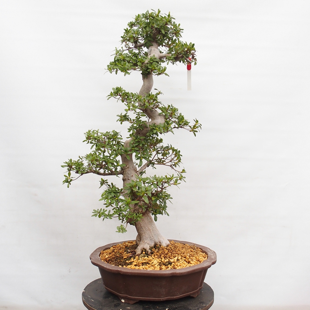Venkovní bonsai - Japonská azalka - Azalea Yama-no-Hikari