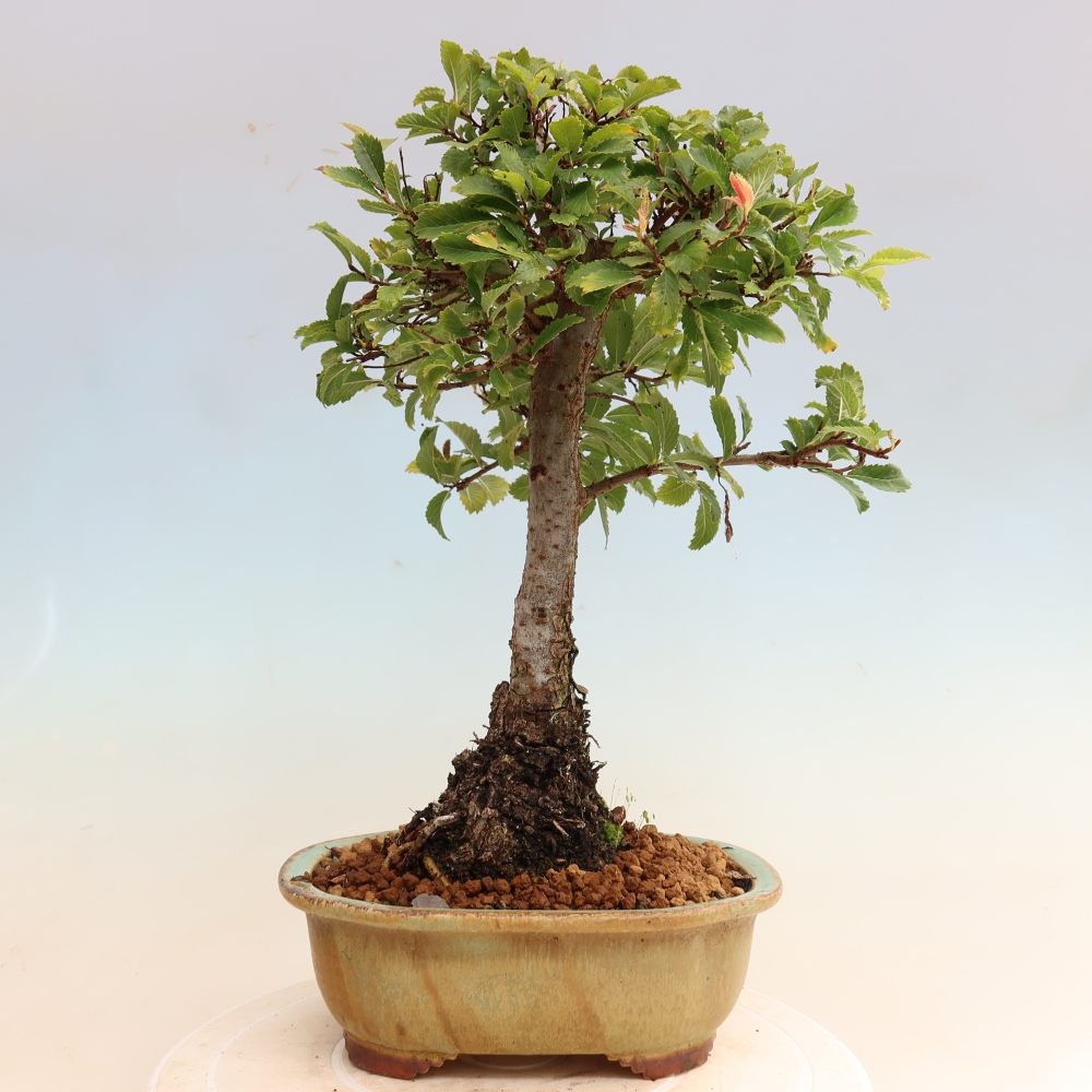 Venkovní bonsai - Zelkova - Zelkova NIRE