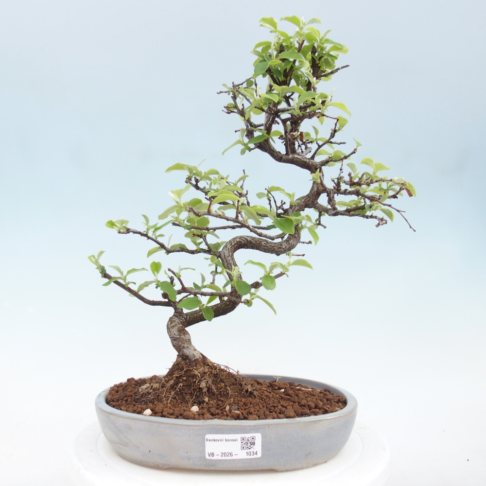 Venkovní  bonsai -  Chaneomeles chinensis - Kdoulovec čínsky