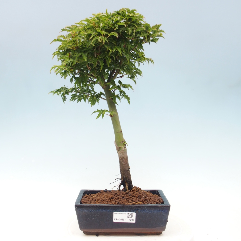Venkovní bonsai -Javor dlanitolistý Acer palmatum Shishigashira