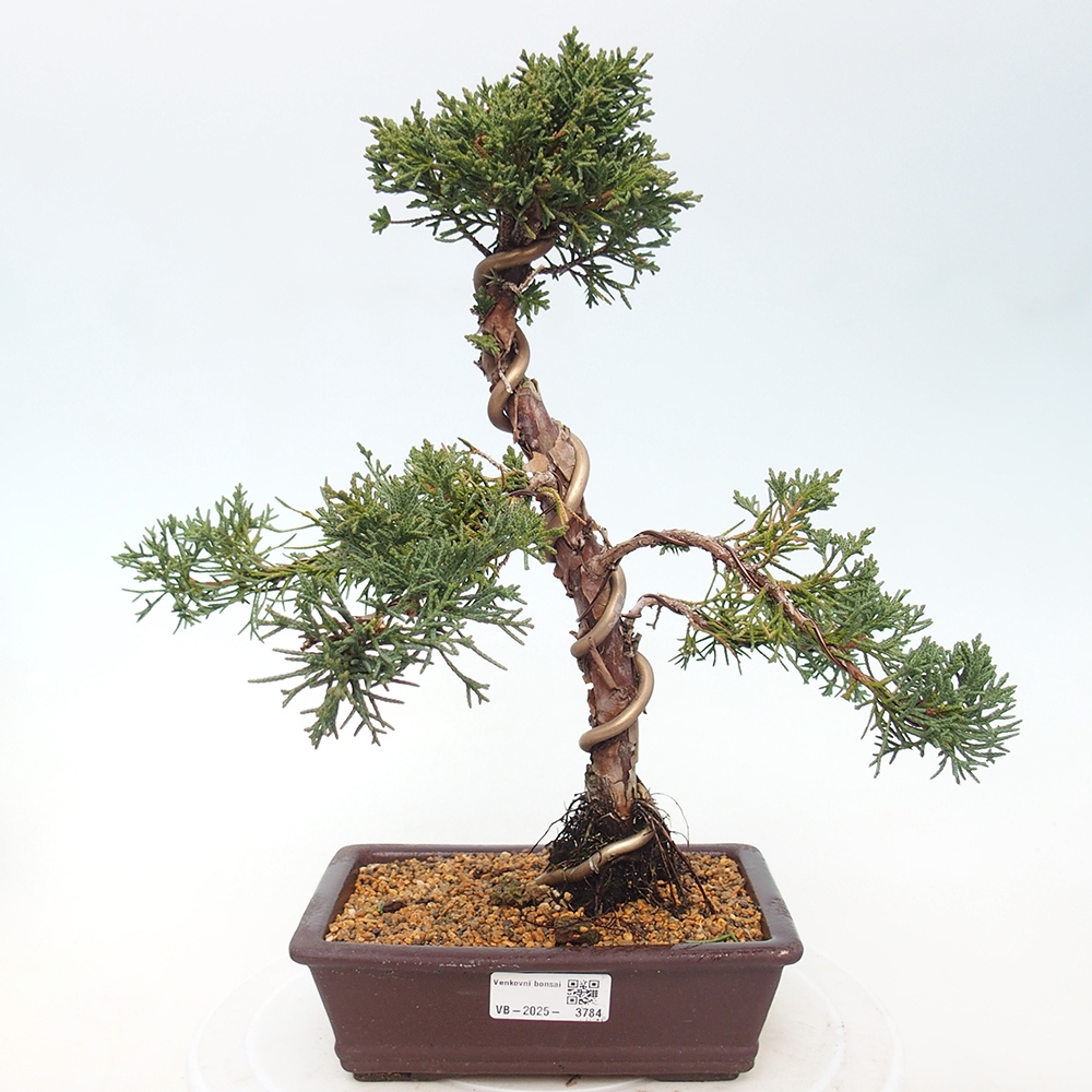 Venkovní bonsai - Juniperus chinensis Kishu -Jalovec čínský