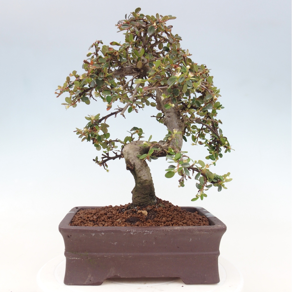 Venkovní bonsai-Cotoneaster dammeri - Skalník Damerův
