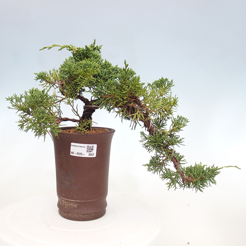 Venkovní bonsai - Juniperus chinensis Kishu -Jalovec čínský