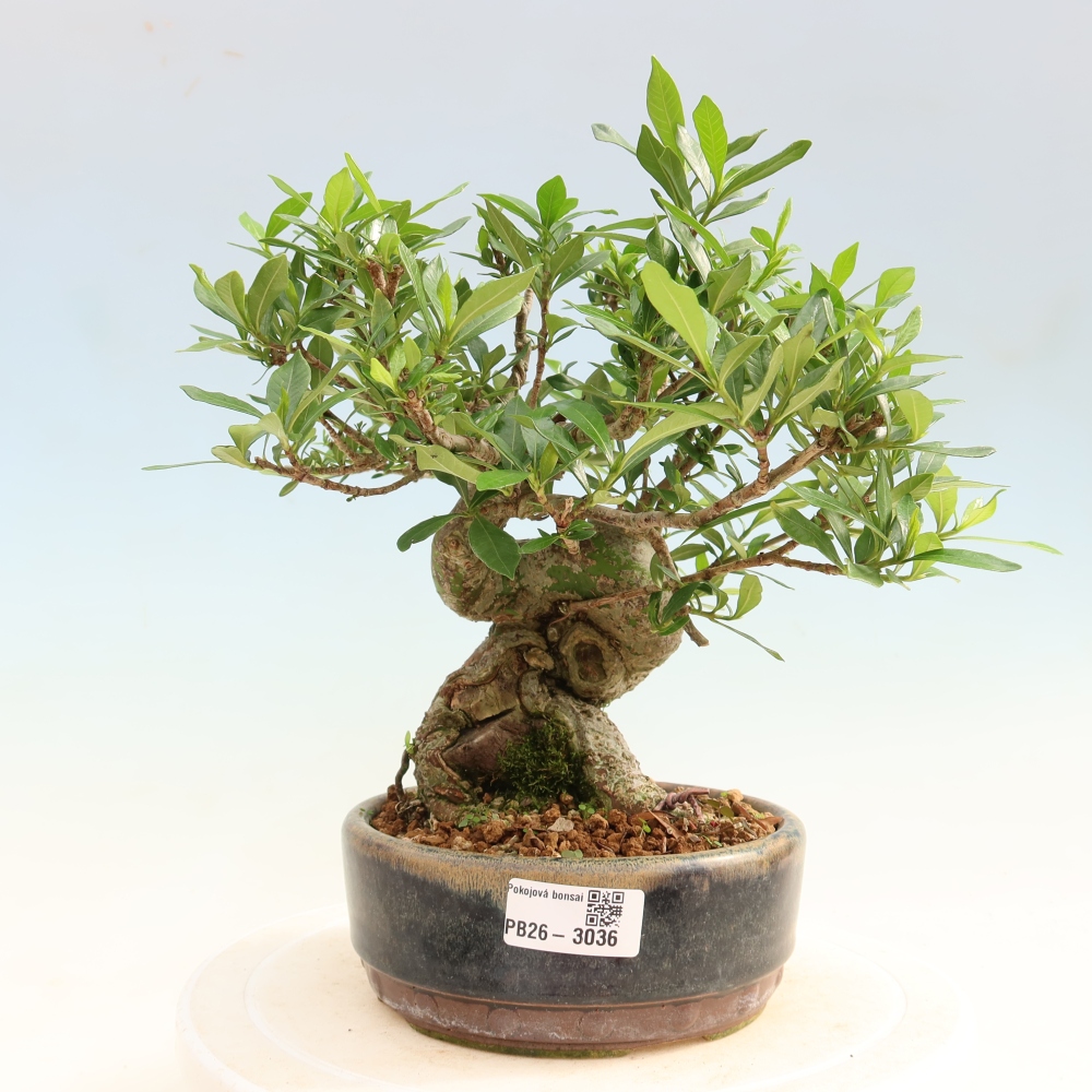 Pokojová bonsai - Gardenia jasminoides-Gardenie
