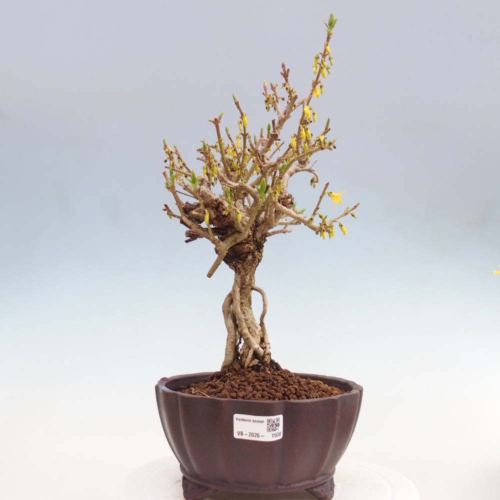 Venkovní bonsai - Zlatice - Forsythia koreana