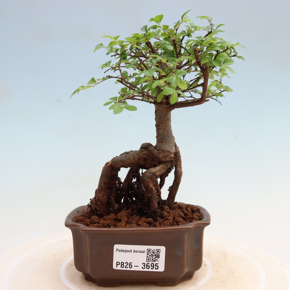 Pokojová bonsai - Ulmus parvifolia - Malolistý jilm