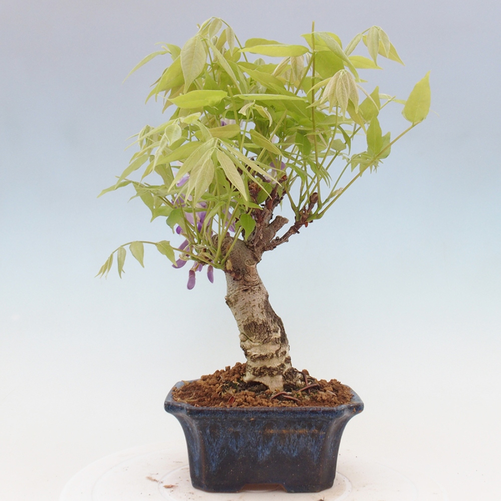 Venkovní bonsai - Vistarie květnatá - Wisteria floribunda