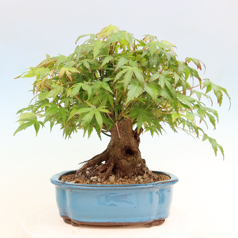 Venkovní bonsai - Javor Burgerův - Acer Burgerianum 
