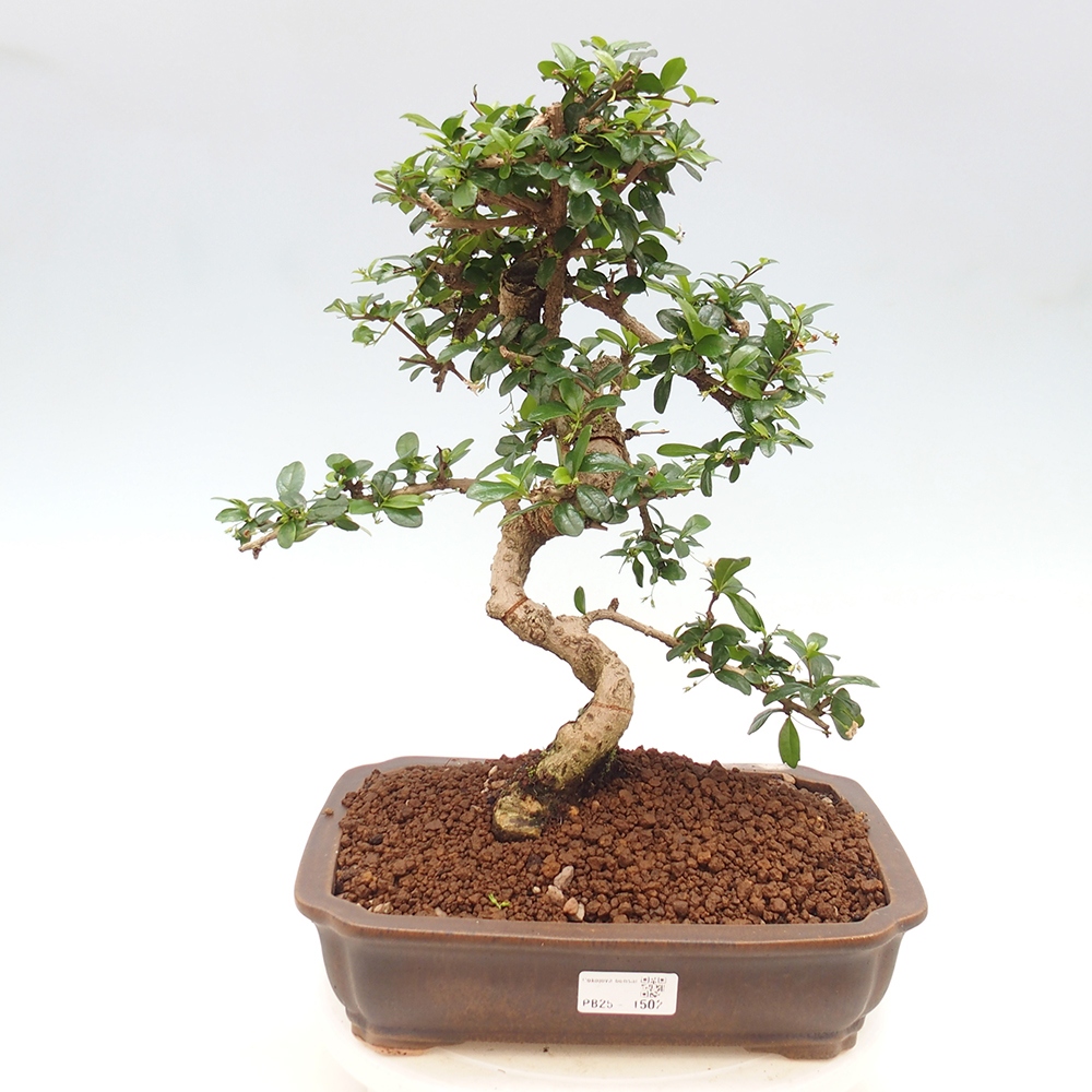 Pokojová bonsai - Carmona macrophylla - Čaj fuki