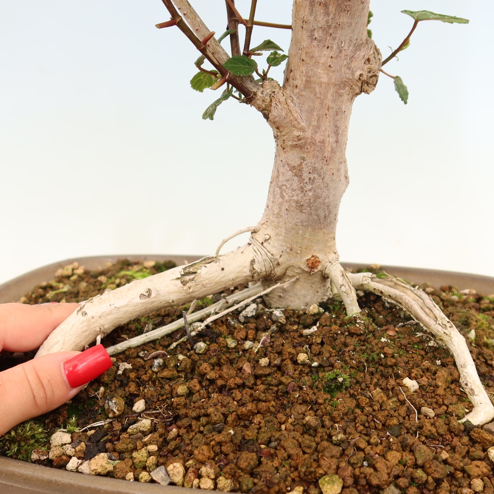 Pokojová bonsai - Hibiscus tiliaceus - Ibišek lípovitý, morský