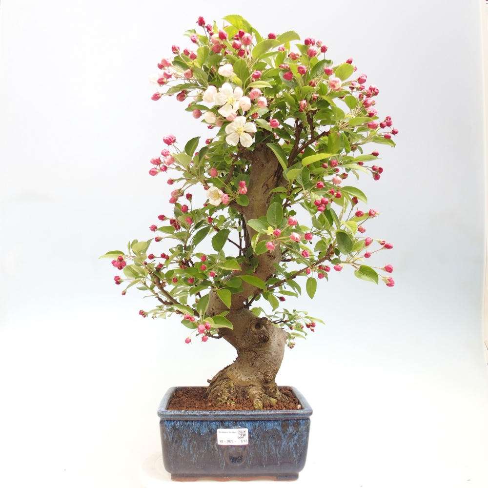 Venkovní bonsai -Malus halliana - Maloplodá jabloň
