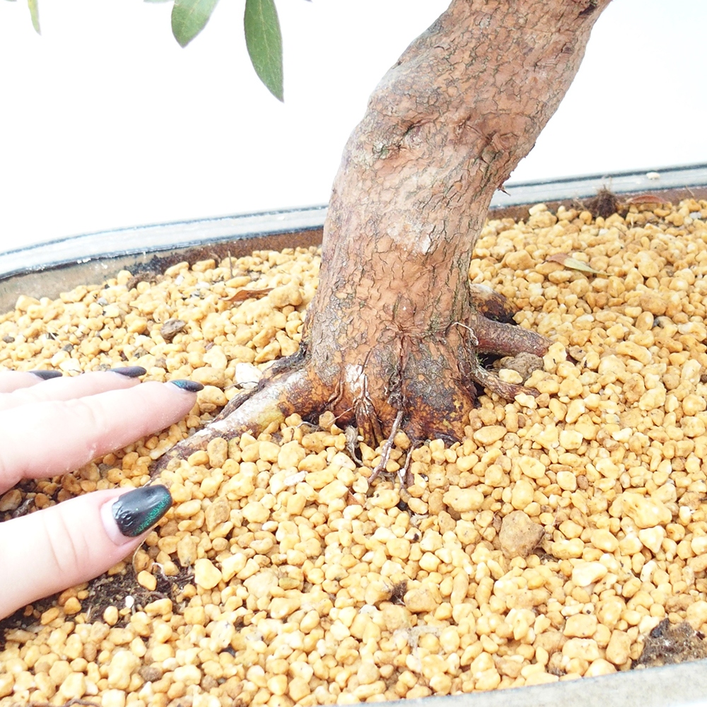 Venkovní bonsai - Japonská azalka - Azalea Haruurara