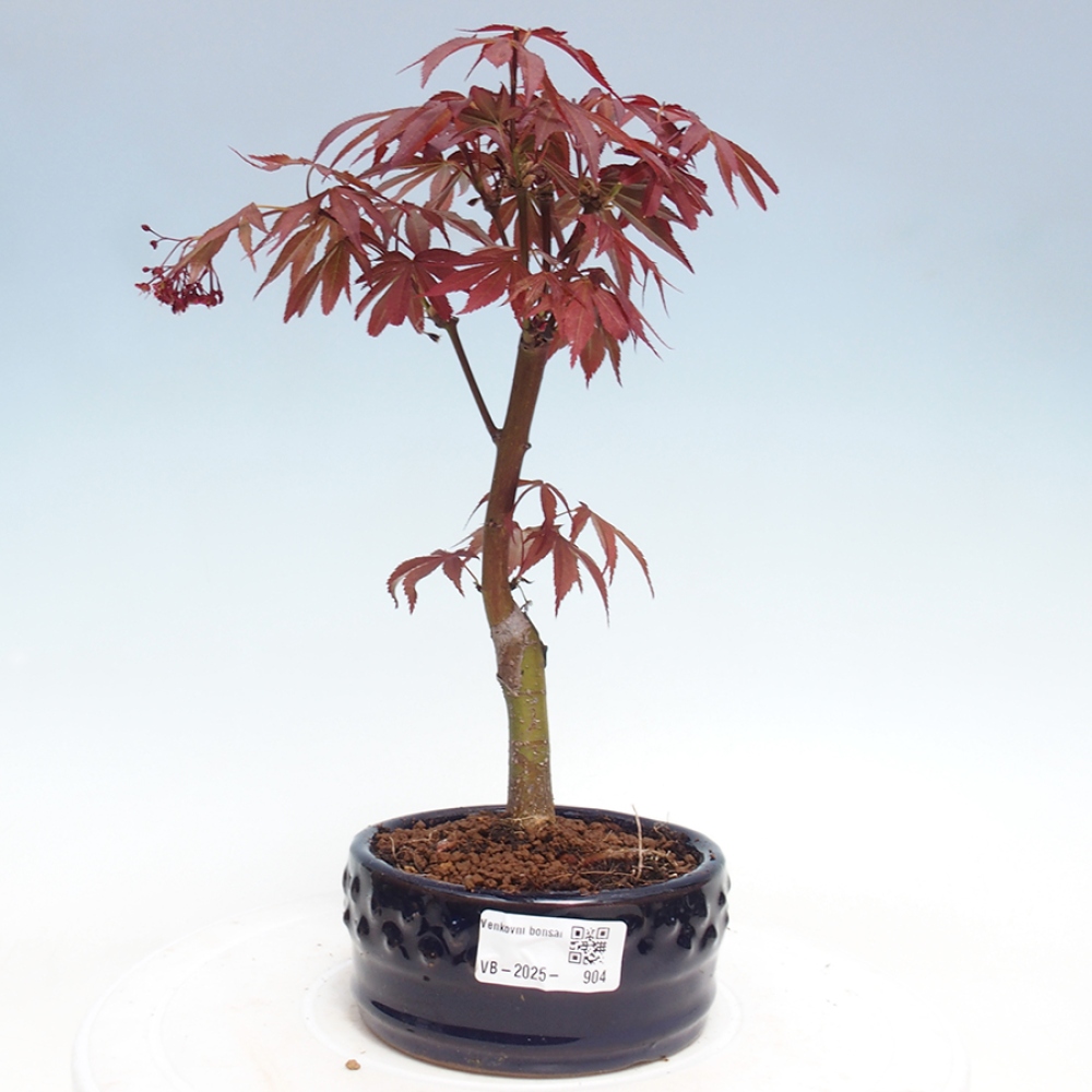 Venkovní bonsai - Acer palm. Atropurpureum-Javor dlanitolistý