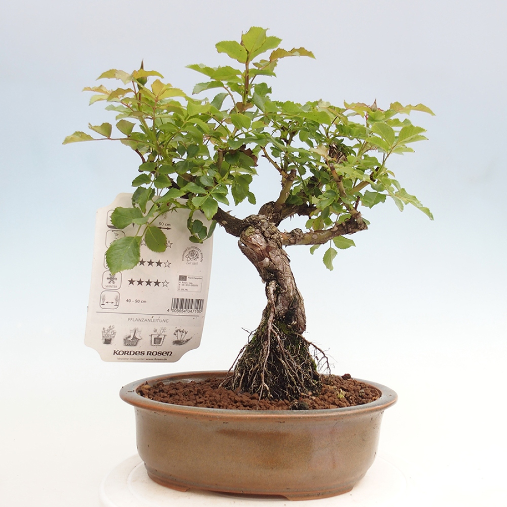 Venkovní bonsai - Rosa Kordes -  růže