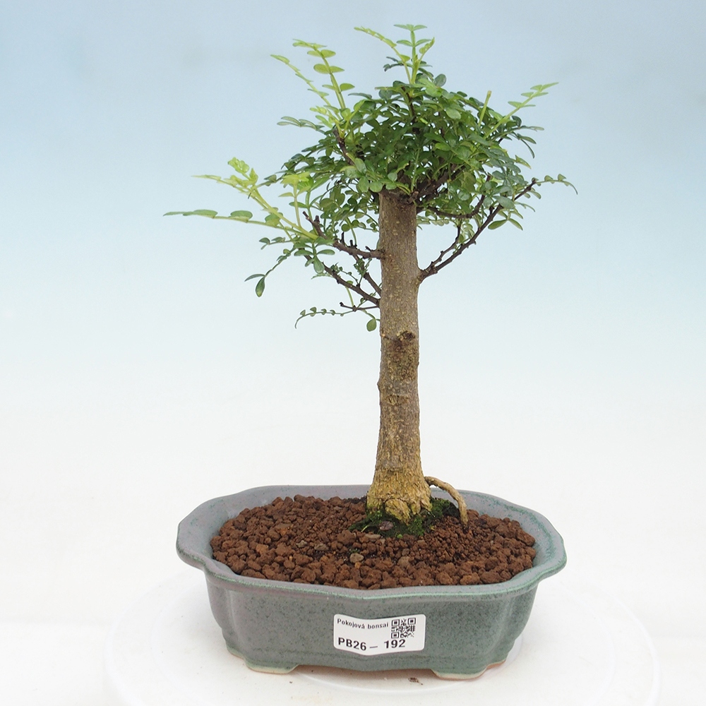 Pokojová bonsai - Zantoxylum piperitum - Pepřovník