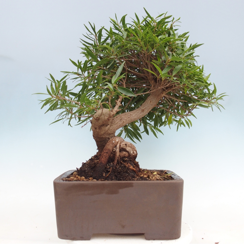 Pokojová bonsai - Ficus nerifolia -  malolistý fíkus