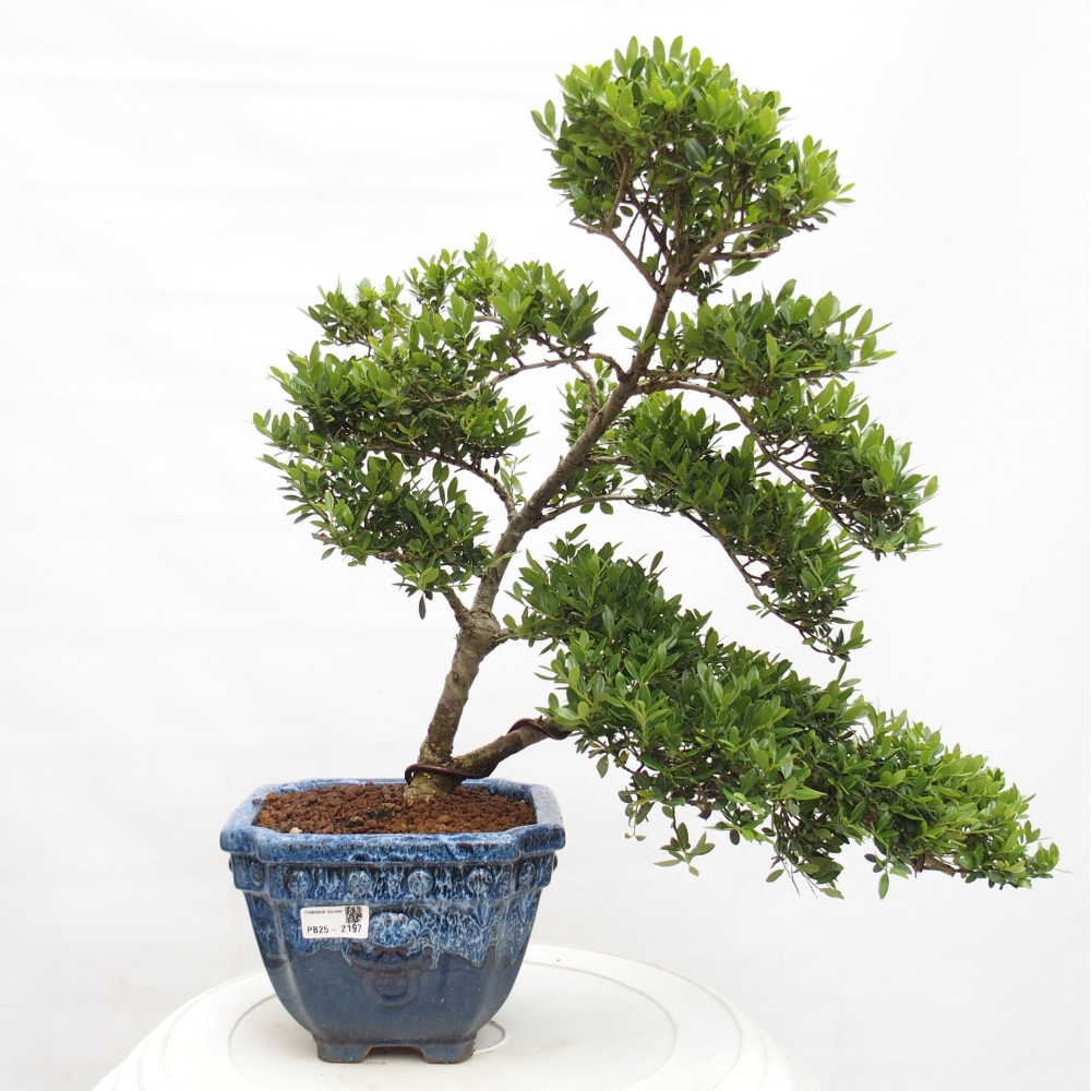 Pokojová bonsai - Ilex crenata - Cesmína