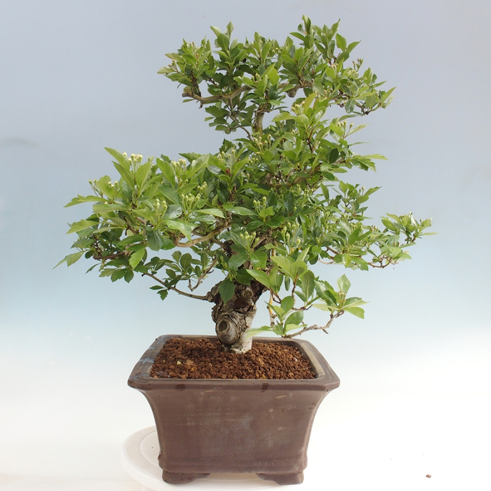 Venkovní bonsai - Hloh klínovitý - Crataegus cuneata