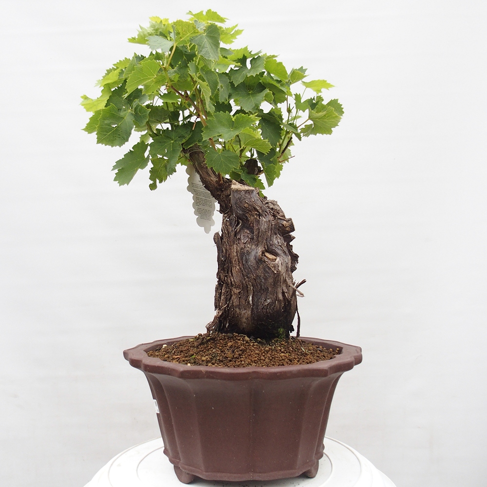 Venkovní bonsai - Vitis vinnifera MUSKAT ITALIA  - Vinná réva