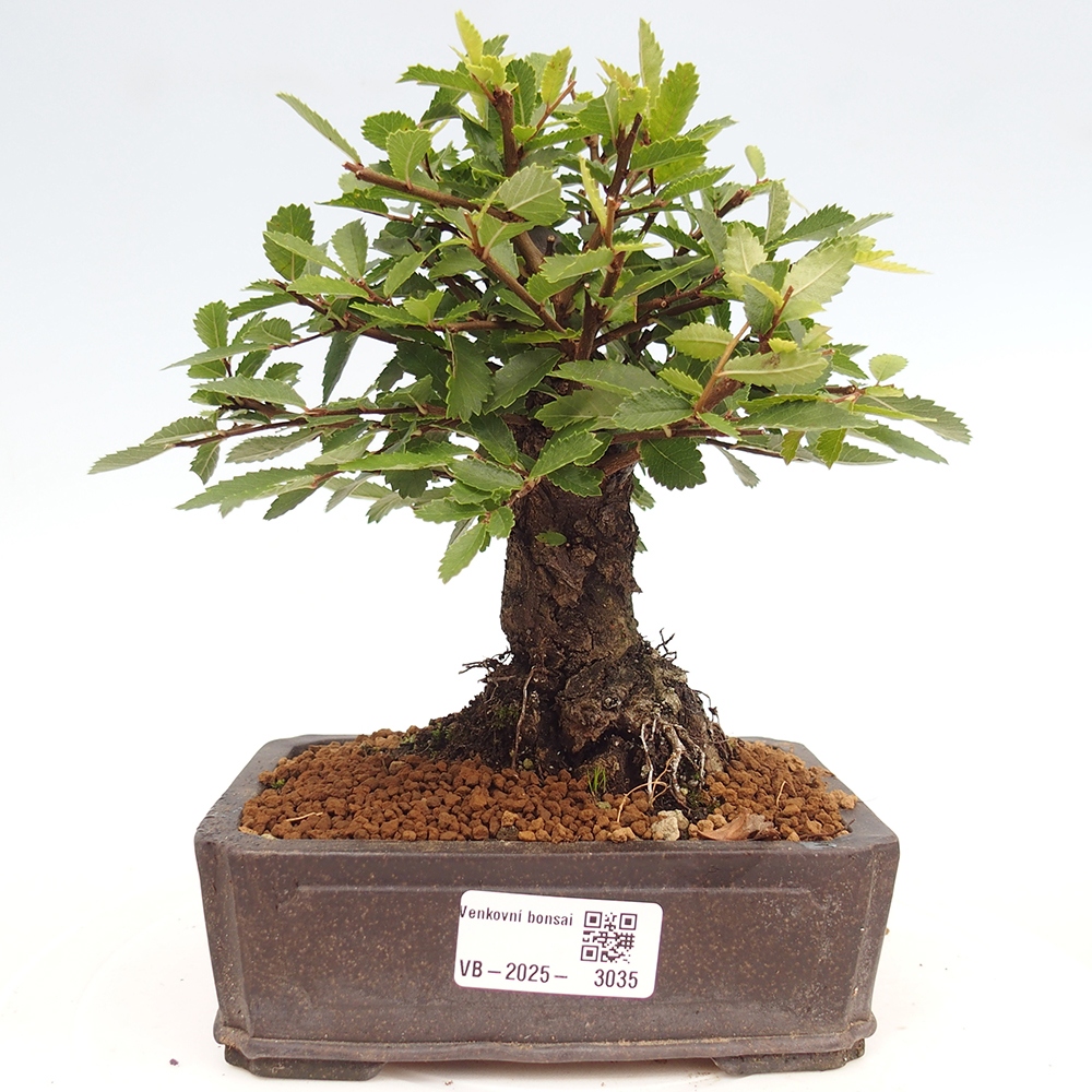 Venkovní bonsai - Zelkova - Zelkova NIRE