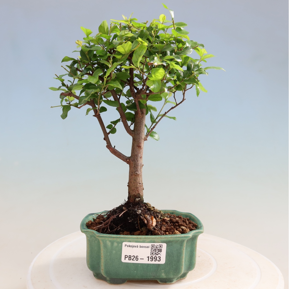 Pokojová bonsai - Sagerécie thea - Sagerécie thea