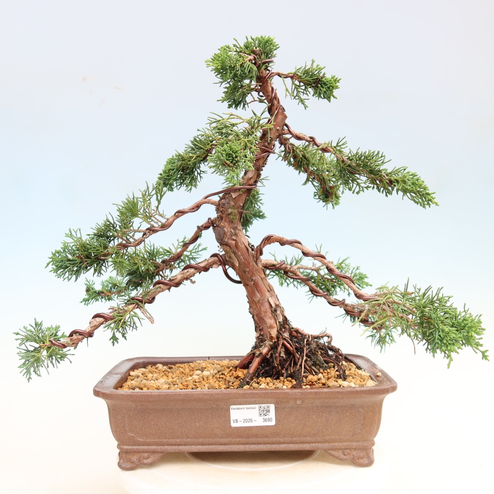 Venkovní bonsai - Juniperus chinensis Kishu -Jalovec čínský