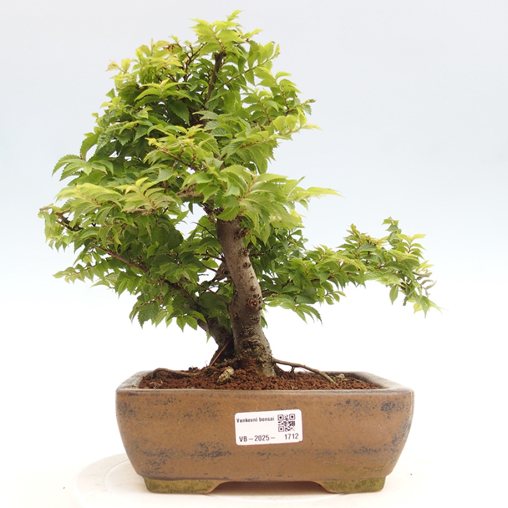 Venkovní bonsai - Ulmus parvifolia  - Malolistý jilm