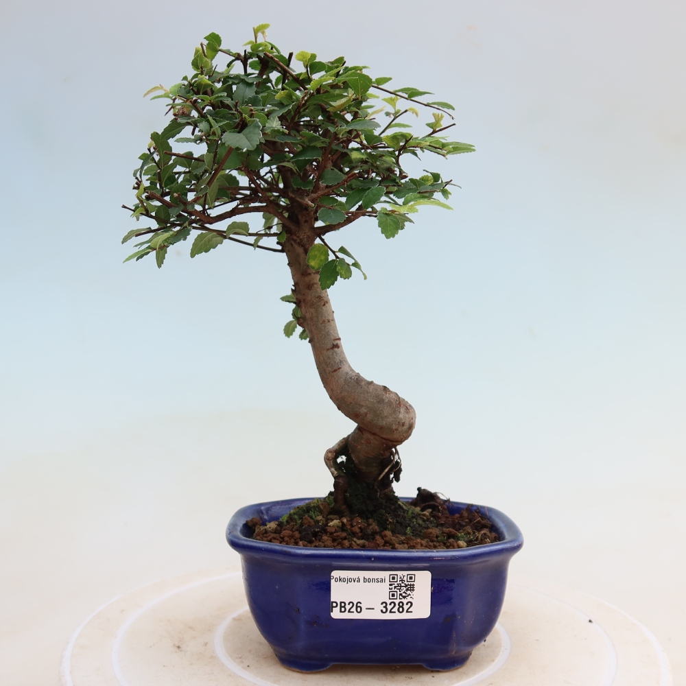 Pokojová bonsai - Ulmus parvifolia - Malolistý jilm