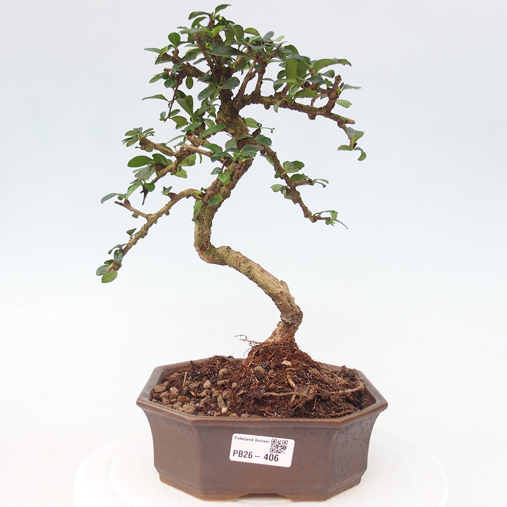 Pokojová bonsai - Carmona macrophylla - Čaj fuki