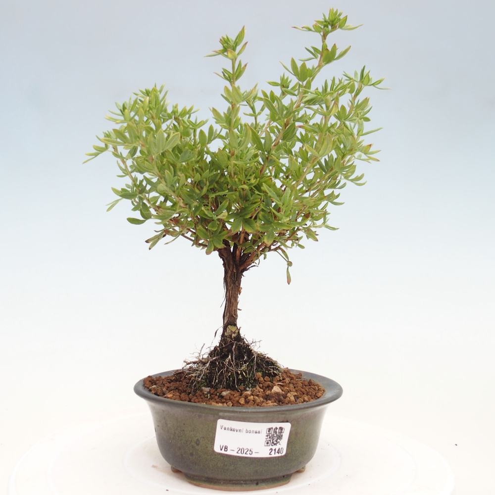 Venkovní bonsai-Mochna křovitá - potentila fruticosa yellow Bird