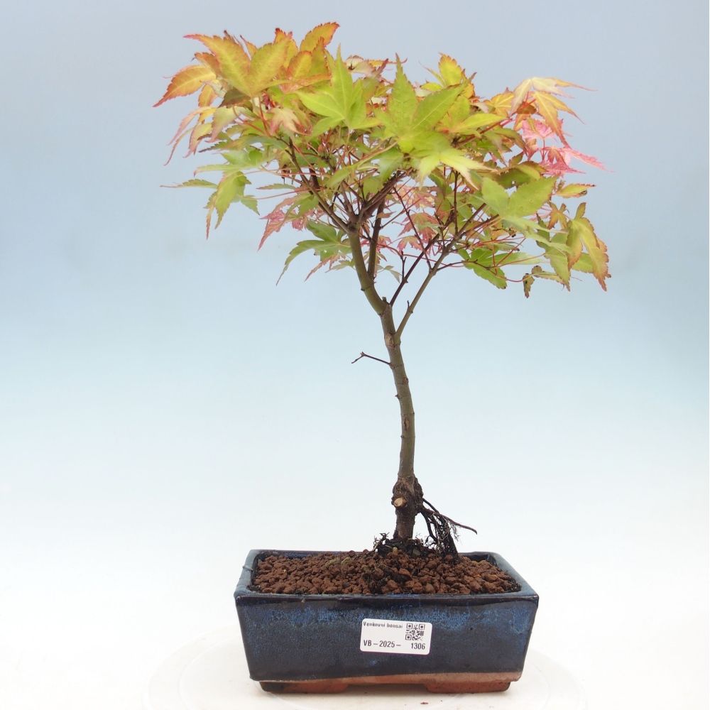 Javor dlanitolistý - Acer palmatum Beni Tsukasa