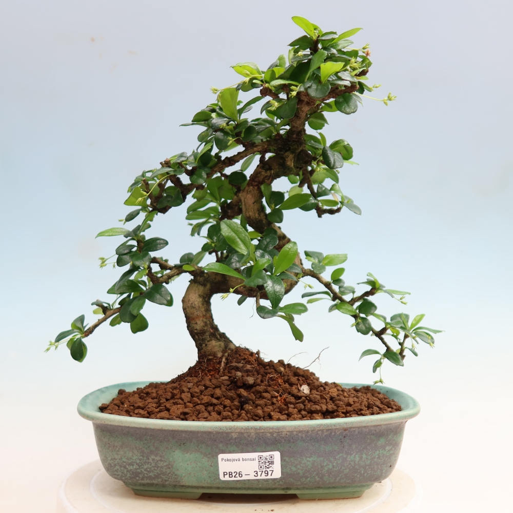 Pokojová bonsai - Carmona macrophylla - Čaj fuki