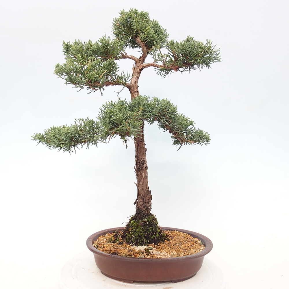 Venkovní bonsai - Juniperus chinensis Kishu -Jalovec čínský