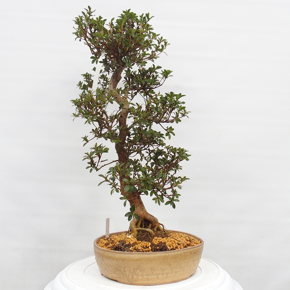 Venkovní bonsai - Japonská azalka - Azalea Hanatsuzuri