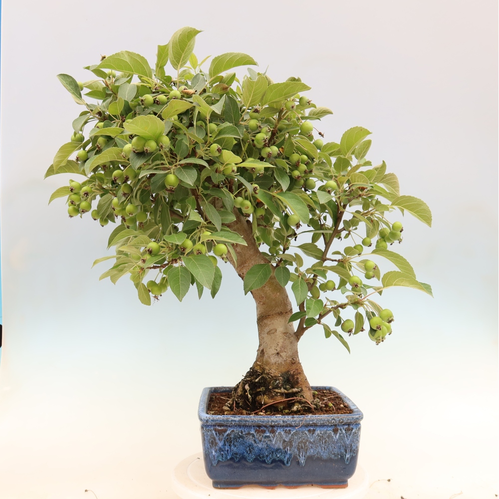 Venkovní bonsai -Malus halliana - Maloplodá jabloň