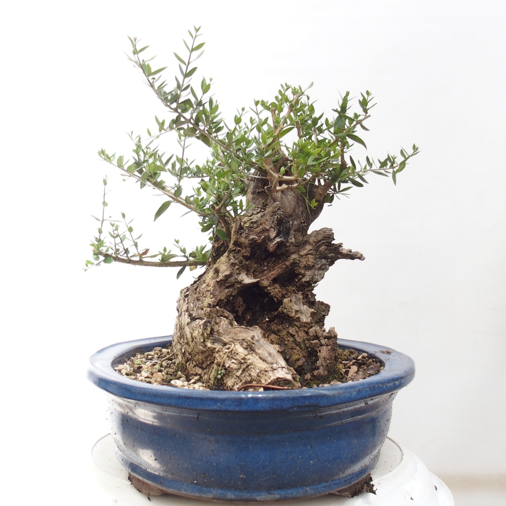 Pokojová bonsai - Olea europaea sylvestris -Oliva evropská drobnolistá