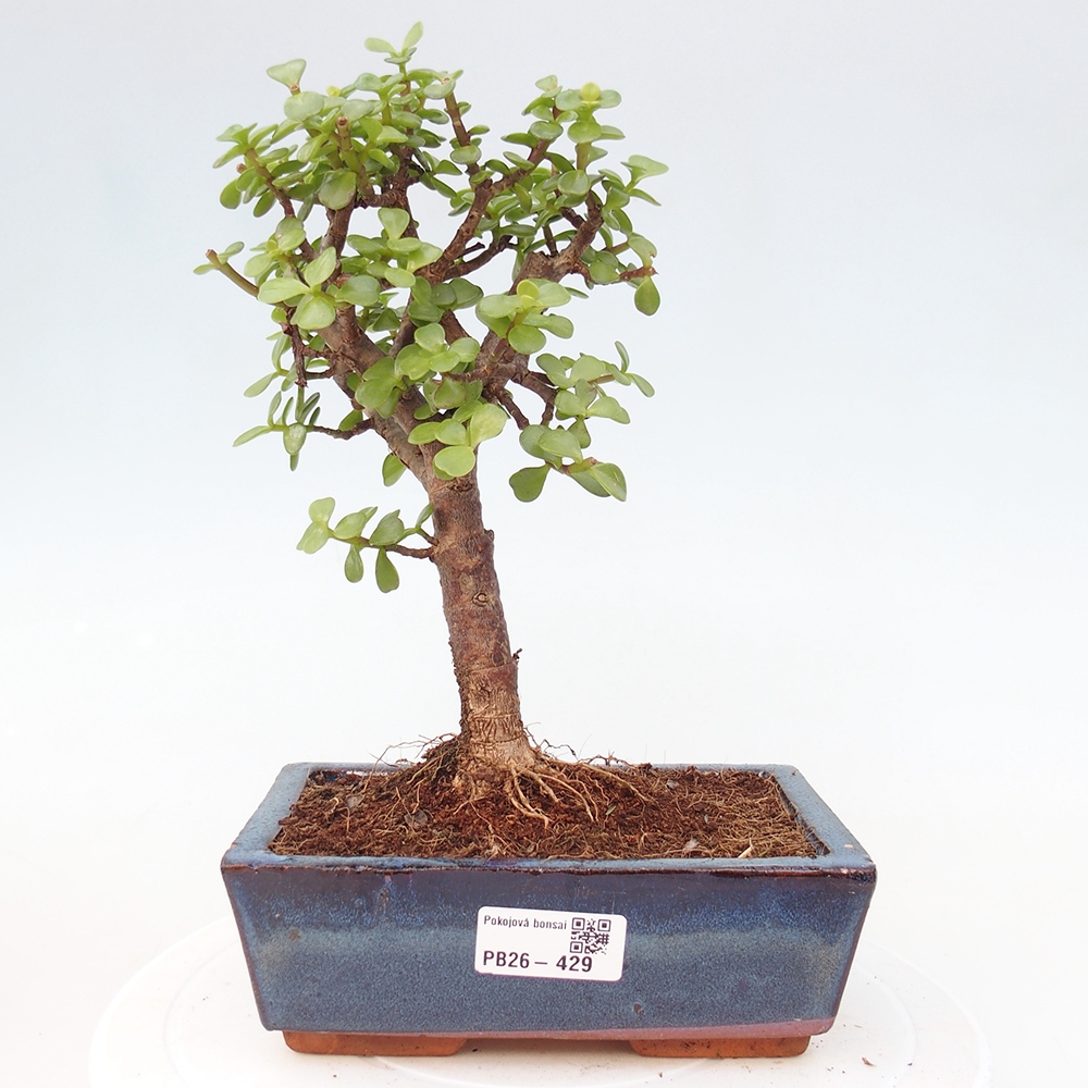 Pokojová bonsai - Portulakaria Afra - Tlustice