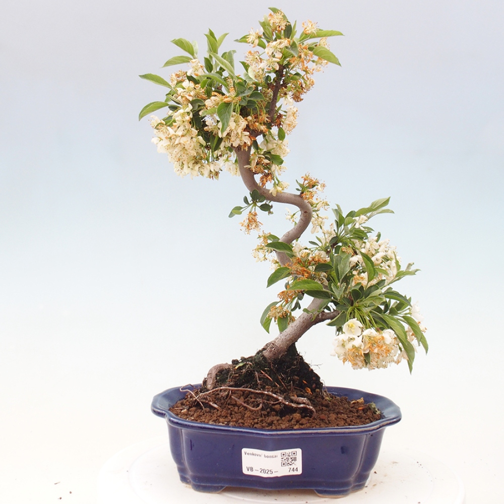 Venkovní bonsai - Malus sargentii -  Maloplodá jabloň