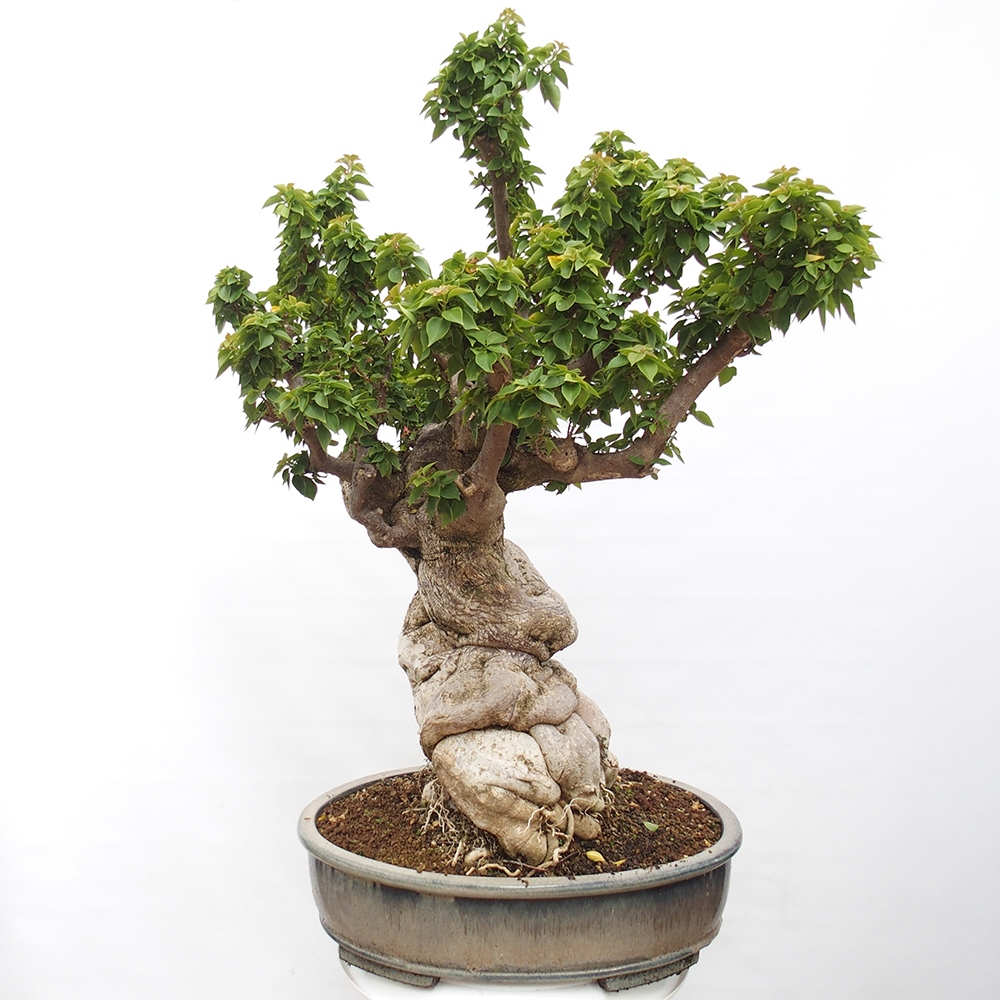 Pokojová bonsai - Bouganwilea