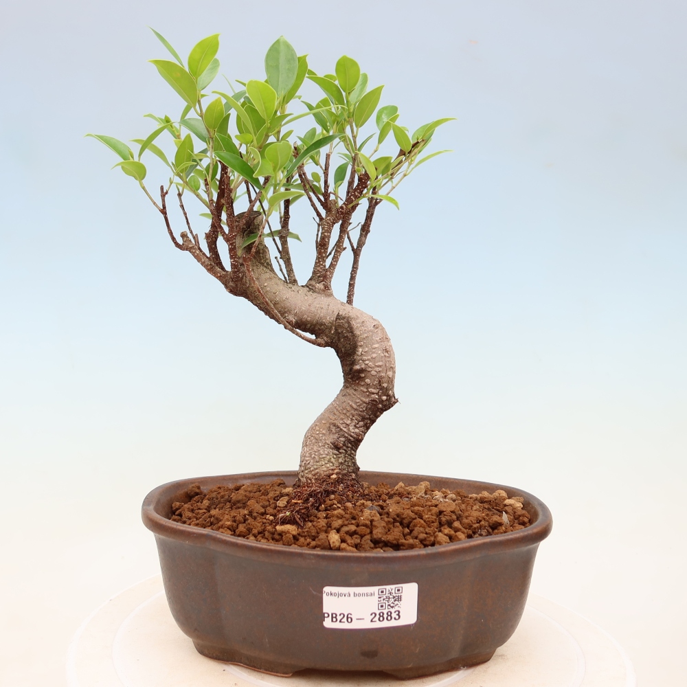 Pokojová bonsai - Ficus kimmen -  malolistý fíkus