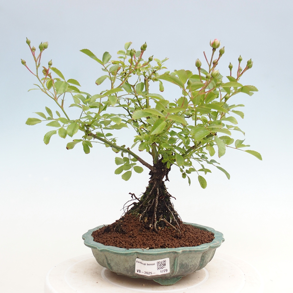 Venkovní bonsai - Rosa Kordes -  růže