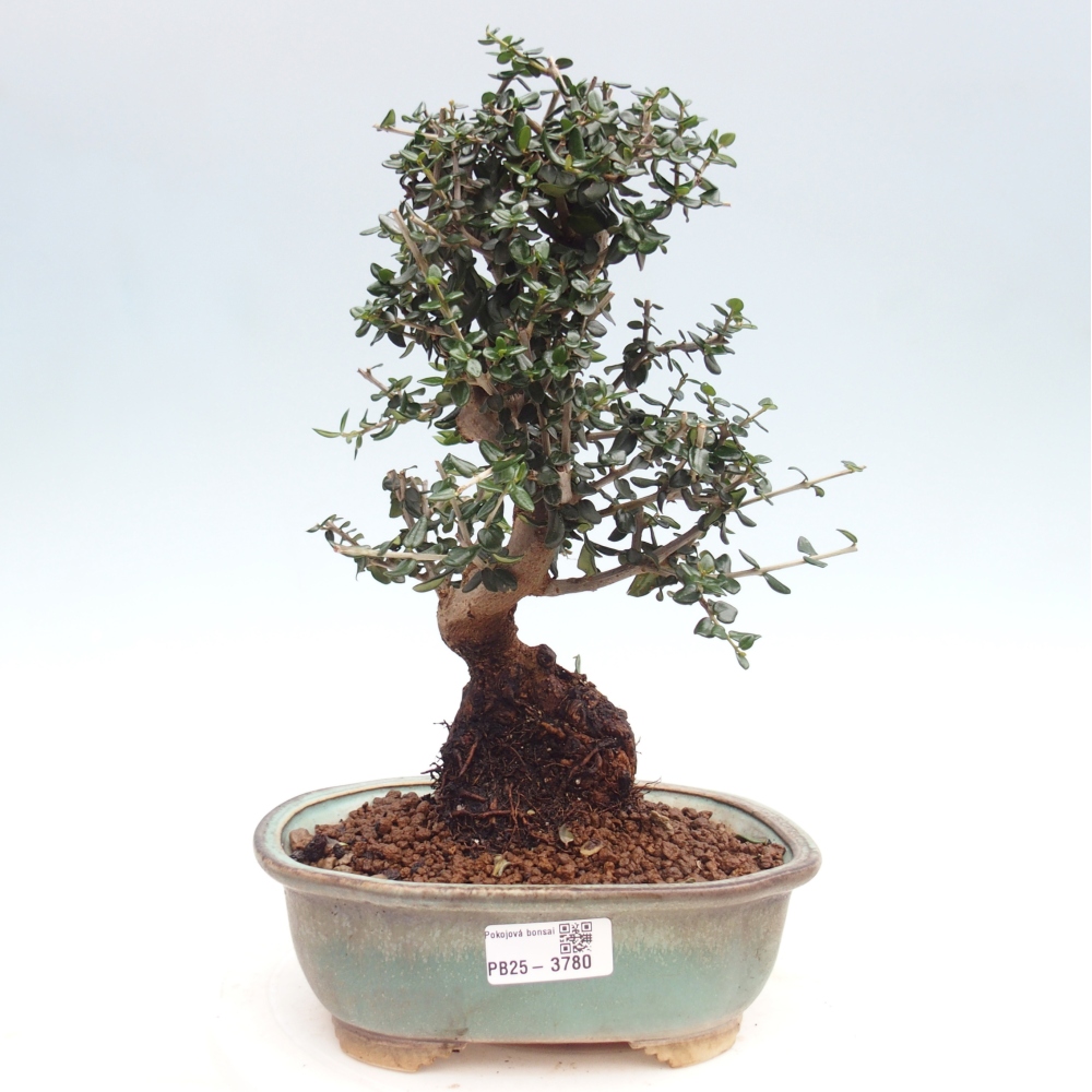 Pokojová bonsai - Olea europaea sylvestris -Oliva evropská drobnolistá
