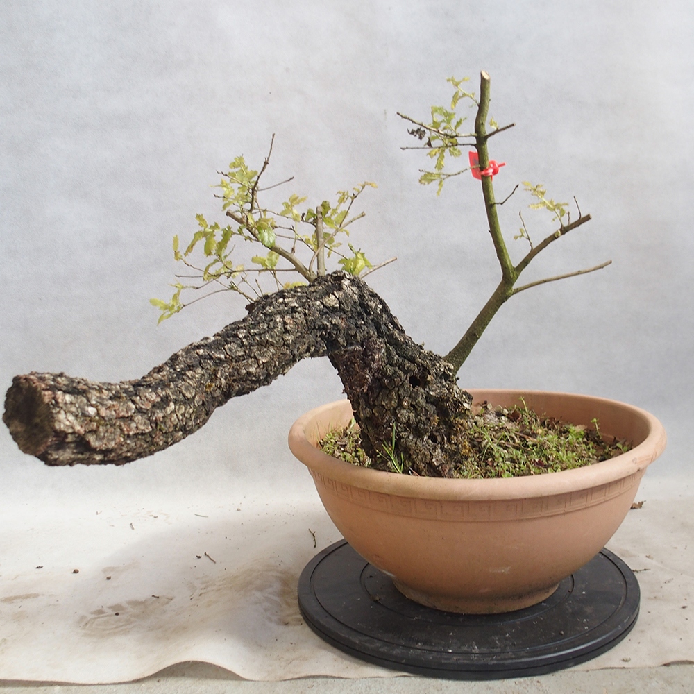 Venkovní bonsai Quercus Cerris - Dub Cer