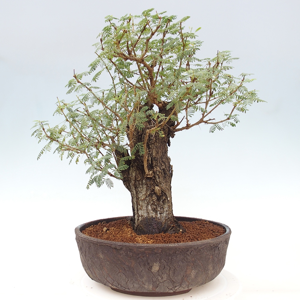 Pokojová bonsai - Akacia Arabica