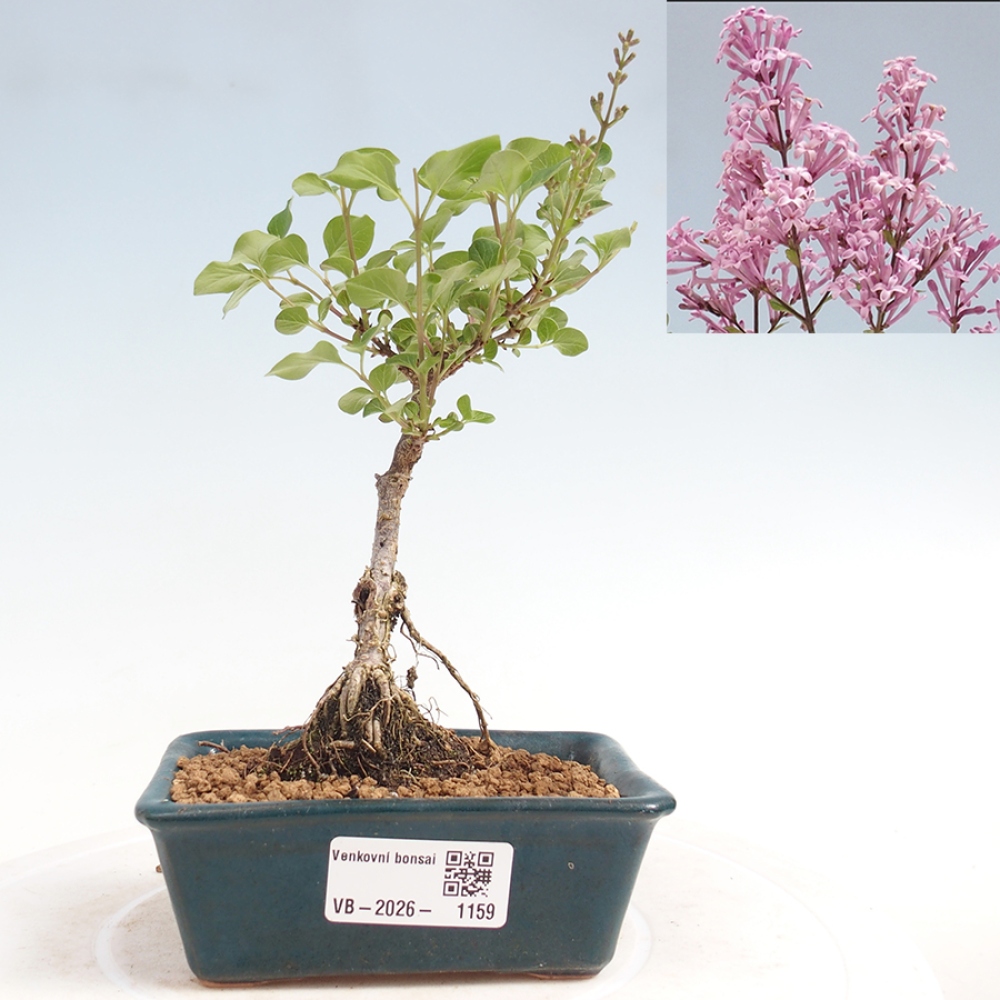 Venkovní bonsai - Syringa Meyeri Palibin - Šeřík Meyerův