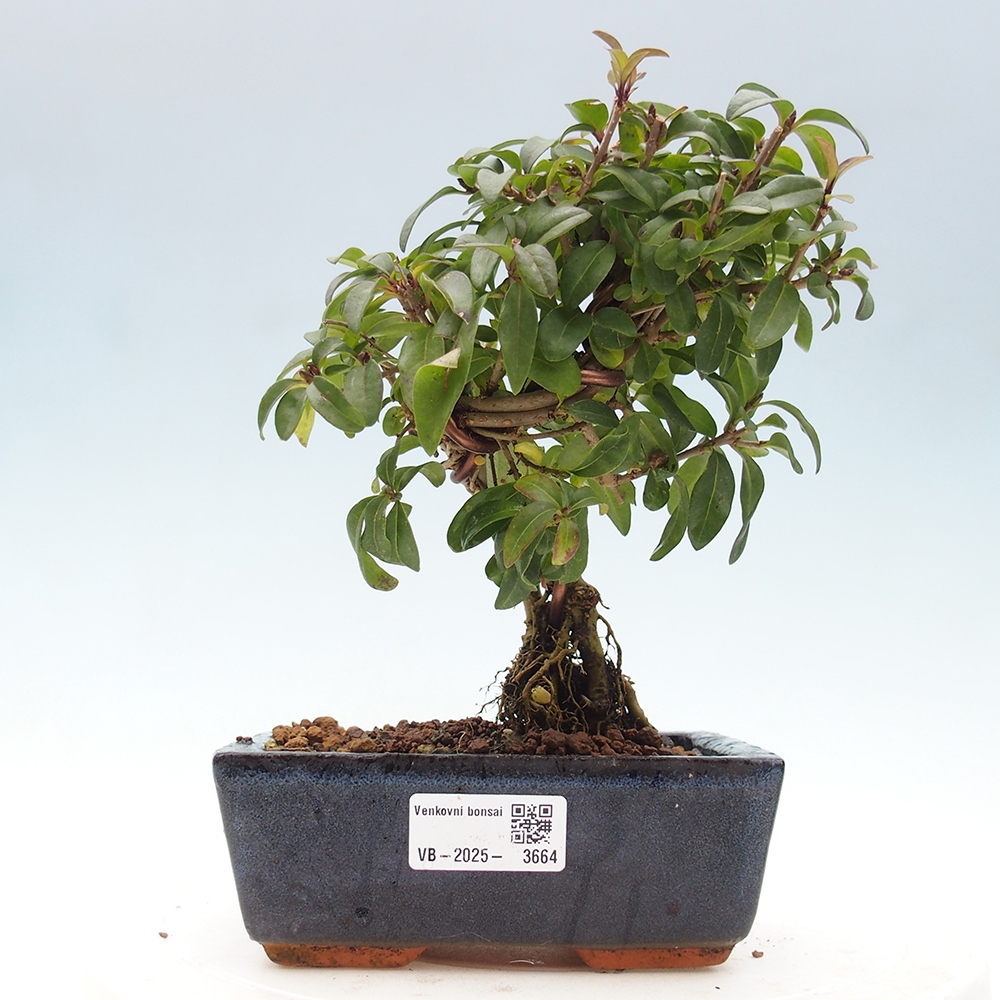 Venkovní bonsai - Ligustrum vulgare - Ptačí zob